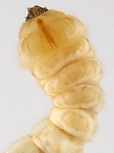 Temognatha mitchellii, PL4268, larva, SE, in EtOH (ventral), 24.8 × 4.6 mm